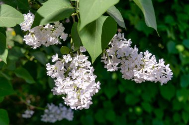 Çiçekli beyaz leylaklar. Narin çiçeklerle çiçek açan leylak çalısı. Parkta çiçek açan leylak çiçekli bahar çiçeği..