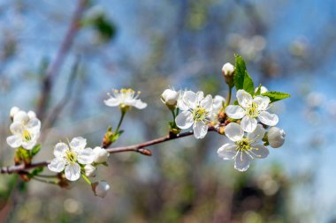 Bulanık arka planda çiçek açan kiraz dalı. Güzel beyaz kiraz ağaçları dalda çiçek açıyor..