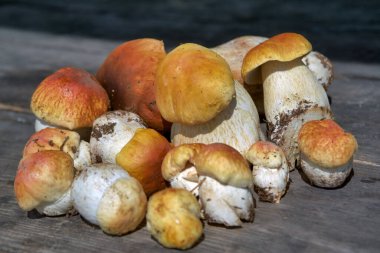 Ormandaki yenilebilir mantarlar kapanıyor. Tahta arka planda yeni toplanmış boletus. Boletus Edulis 'i Tahta Arkaplan ve kırsal masa üzerinden geçiyor.