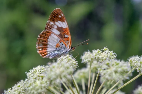 Schöner Schmetterling Auf Einer Blume Die Von Der Sonne Nahaufnahme — Stockfoto