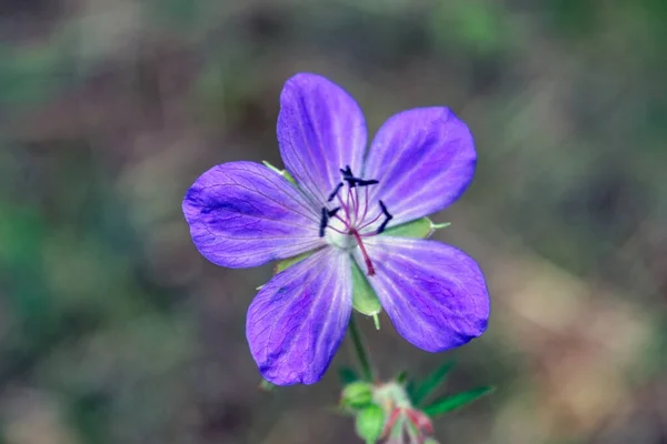 Gerani Blu Fioriscono Sotto Luce Del Sole Estivo Geranio Foresta — Foto Stock