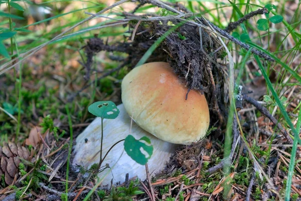 Boletus Edulis Edible Mushroom Forest Healthy Delicates Food — Stock Photo, Image