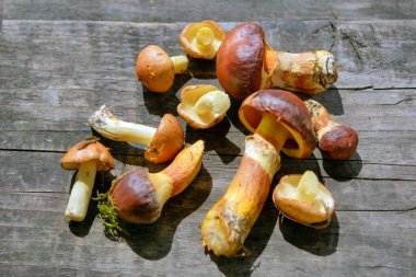 Ormandaki yenilebilir mantarlar yakın mesafede. Tahta arka planda yeni toplanmış boletus. Fotokopi makinası ahşap arka planda, kırsal masada..