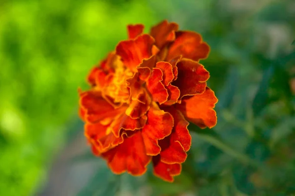 Közel Gyönyörű Marigold Virág Tagetes Erecta Mexikói Azték Vagy Afrikai — Stock Fotó