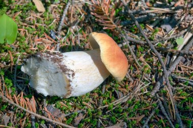 Boletus edulis yenilebilir mantardır. Boletus edulis, ormanda yenilebilir mantar. Sağlıklı ve lezzetli..