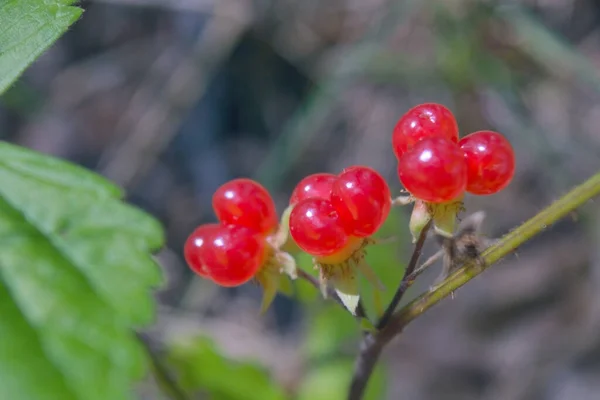 stock image Sweet red and ripe stone bramble berries in summer nature.