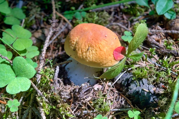 Boletus Edulis Edible Mushroom Boletus Edulis Edible Mushroom Forest Healthy — Stock Photo, Image