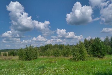 Mavi gökyüzü ve beyaz bulutların arkaplanına uzanan bir yamaçta çimenleri olan çayır. Bulutlu mavi gökyüzüne karşı yaz tarlası.