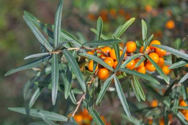 Yakınlarda bir ağaçta büyüyen deniz dikenleri. Hippophae rhamnoides. Deniz dikenli organik böğürtlen. Tıbbi tesis.