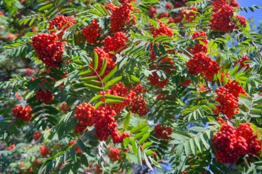 Ağaçtaki parlak böğürtlenleri kapat. Olgun meyveli Rowan dalları. Ağaç dallarında kırmızı yaban mersini, olgun yaban mersini yakın çekim ve yeşil yapraklar..