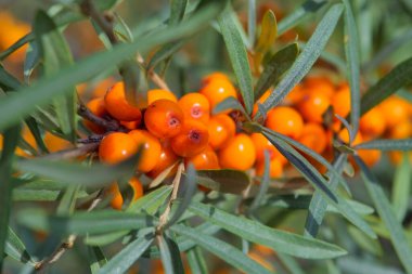Yakınlarda bir ağaçta büyüyen deniz dikenleri. Hippophae rhamnoides. Deniz dikenli organik böğürtlen. Tıbbi tesis.