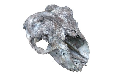 Keçi kafatası beyaz arka planda izole edilmiş. Büyük boynuzlu hayvan kafatası beyaza izole edilmiş..