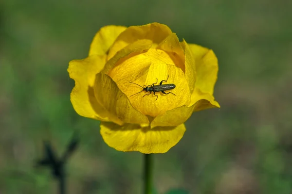 Orange Flowers Asian Globeflower Trollius Asiaticus Blurred Background Selective Focus — Stock Photo, Image