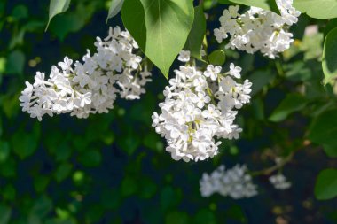 Çiçekli beyaz leylaklar. Narin çiçeklerle çiçek açan leylak çalısı. Parkta çiçek açan leylak çiçekli bahar çiçeği..
