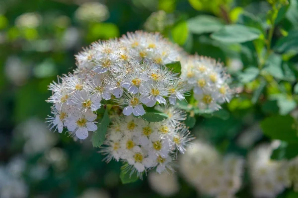 白い花で春の低木を咲かせます 自然な花の背景 — ストック写真