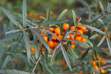 Çiçekli beyaz leylaklar. Narin çiçeklerle çiçek açan leylak çalısı. Parkta çiçek açan leylak çiçekli bahar çiçeği..