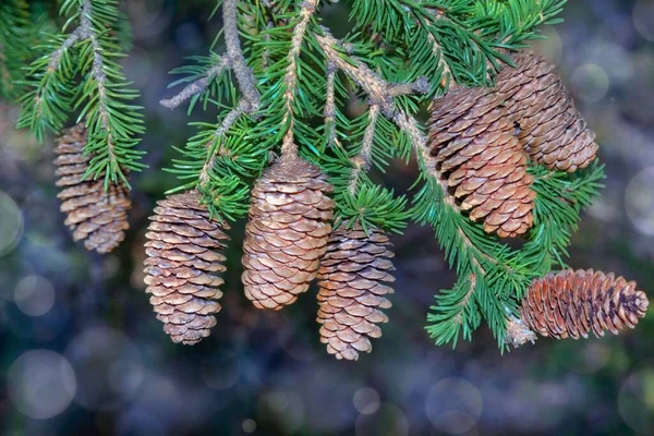 Foto Primo Piano Albero Spruse Ago Verde Con Coni — Foto Stock