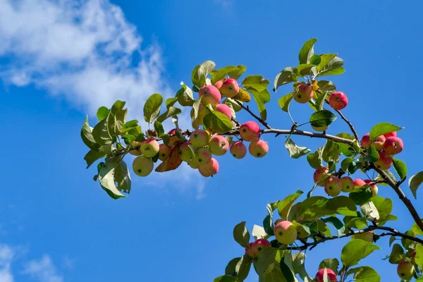 在蓝色的夏日天空下 树枝上的野生苹果树的果实 红苹果在天空中的分枝 — 图库照片