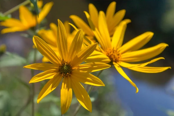 Sárga Virágok Jeruzsálem Articsóka Nevezik Topinambour Napraforgó Sunchoke Földi Alma — Stock Fotó