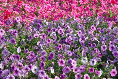 Renkli petunya çiçekleri kapanıyor. Kırmızı çiçekli Petunya bitkisi. Yakın plan Petunya çiçekleri. Bahçedeki kırmızı Petunya çiçekleri.