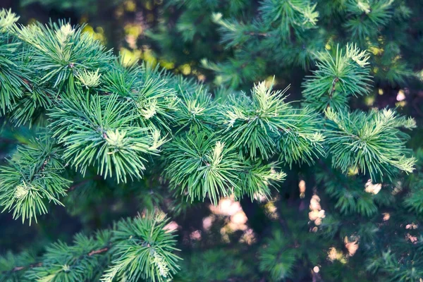 Achtergrond Met Mooie Groene Dennenboom Brunch — Stockfoto