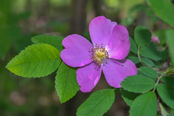 Blume Der Wilden Rose Auf Dem Hintergrund Des Grünen Laubes — Stockfoto