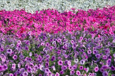 Renkli petunya çiçekleri kapanıyor. Kırmızı çiçekli Petunya bitkisi. Yakın plan Petunya çiçekleri. Bahçedeki kırmızı Petunya çiçekleri.