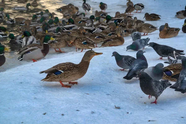 Una bandada de patos salvajes en el lago. Muchos patos salvajes nadan en el lago de invierno. Una bandada de patos en el agua. — Foto de Stock