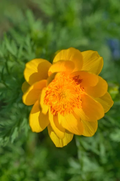 Sahte karabatak çiçeği, Adonis vernalis tıbbi bitki - seçici odaklanma. — Stok fotoğraf