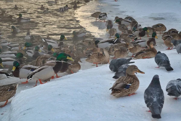 Una Bandada Patos Salvajes Lago Muchos Patos Salvajes Nadan Lago — Foto de Stock