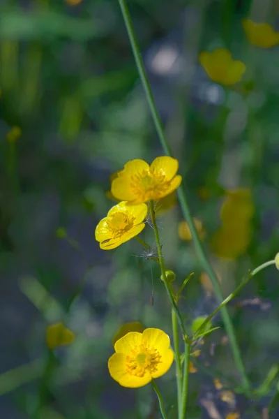 Sárga Virág Elmosódott Háttér Lágy Fény Lágy Fókusz Háttérben — Stock Fotó