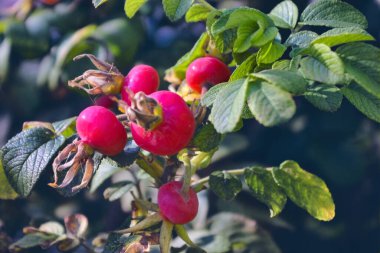 Yaban gülü kalça kıllarını parlak yaban gülü ya da köpek gülü böğürtlen yapraklı kırmızı kalçalar.