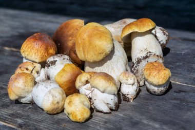Ormandaki yenilebilir mantarlar yakın mesafede. Tahta arka planda yeni toplanmış boletus. Fotokopi makinası ahşap arka planda, kırsal masada..