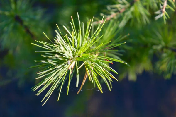 Achtergrond Met Mooie Groene Dennenboom Brunch — Stockfoto