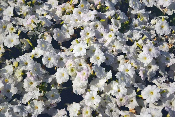 Красочные Цветки Петунии Закрываются Петуния Растение Белыми Цветами Крупный План — стоковое фото
