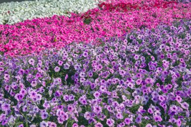Renkli petunya çiçekleri kapanıyor. Kırmızı çiçekli Petunya bitkisi. Yakın plan Petunya çiçekleri. Bahçedeki kırmızı Petunya çiçekleri.