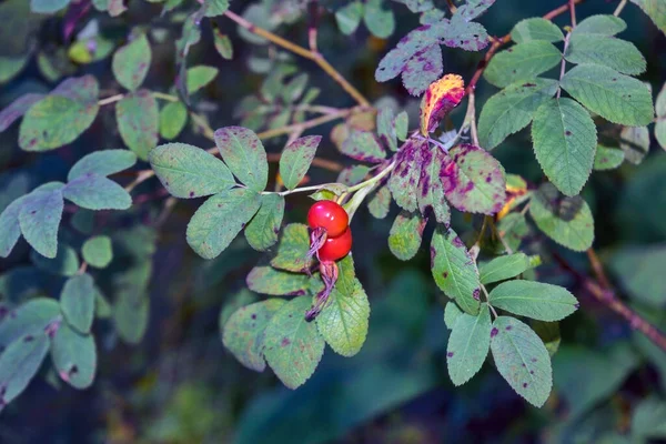 Mogna röda bär av vild ros på en gren mot bakgrund av bladverk närbild. — Stockfoto