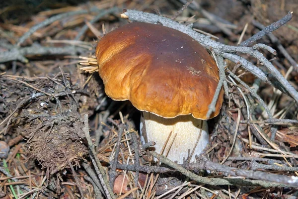 Boletus edulis съедобный гриб в лесу. Здоровое и деликатное питание. — стоковое фото