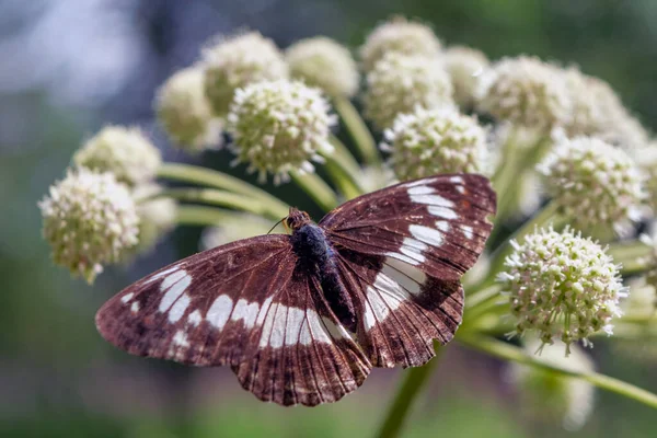 Красивая бабочка на цветке, освещенном солнцем. Красивая бабочка отдыхает на белом цветке. — стоковое фото