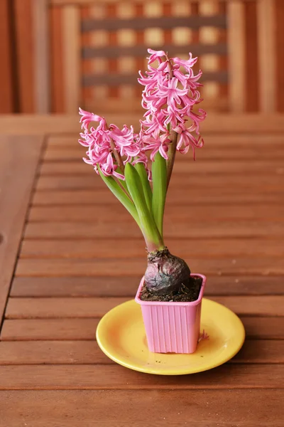 Fresh pink hyacinth — Stock Photo, Image