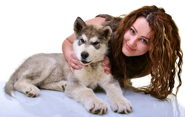 Alaskan malamute köpek