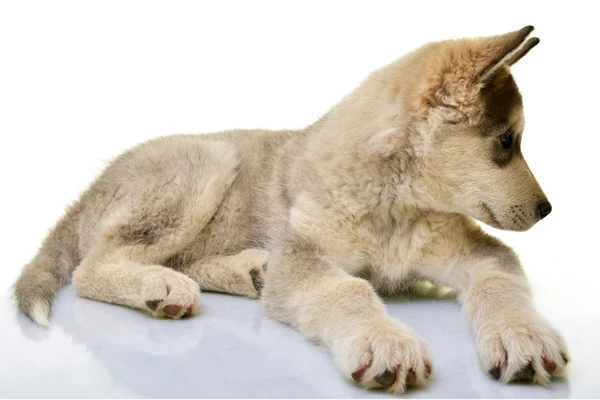 Cane malamuto dell'Alaska — Foto Stock