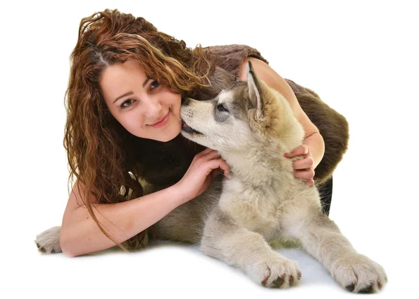 Аляскинський маламут собака — стокове фото