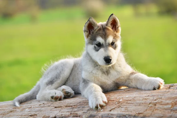 Siberian husky valp — Stockfoto