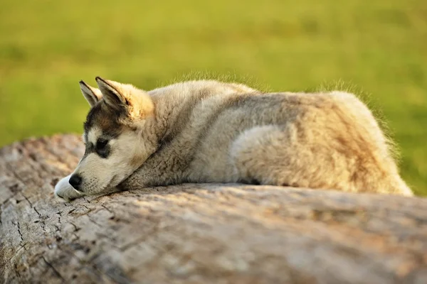 시베리안 허스키 강아지 — 스톡 사진