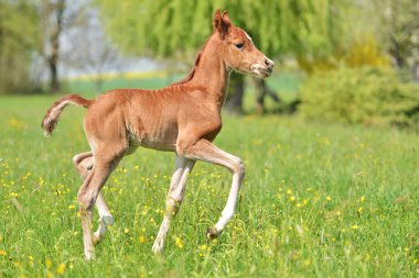 sevimli küçük yavru