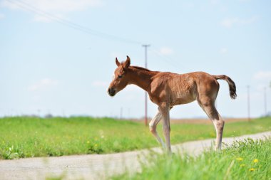 sevimli küçük yavru