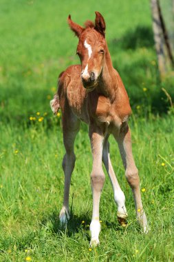 sevimli küçük yavru
