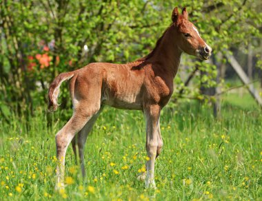 sevimli küçük yavru