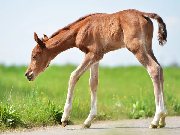 Cute little foal — Stock Photo, Image